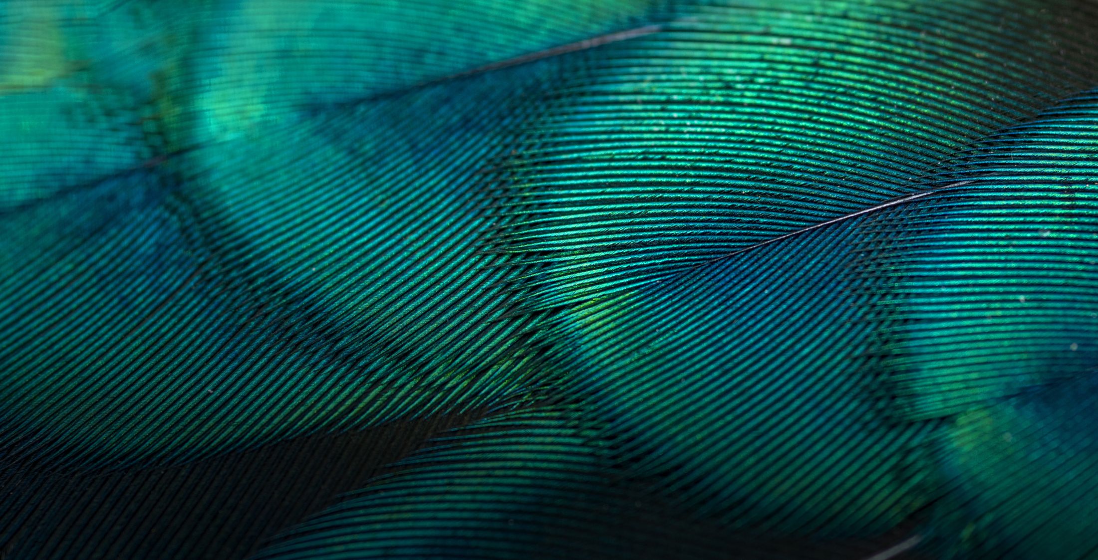Close-up of colorful feather textures and patterns.