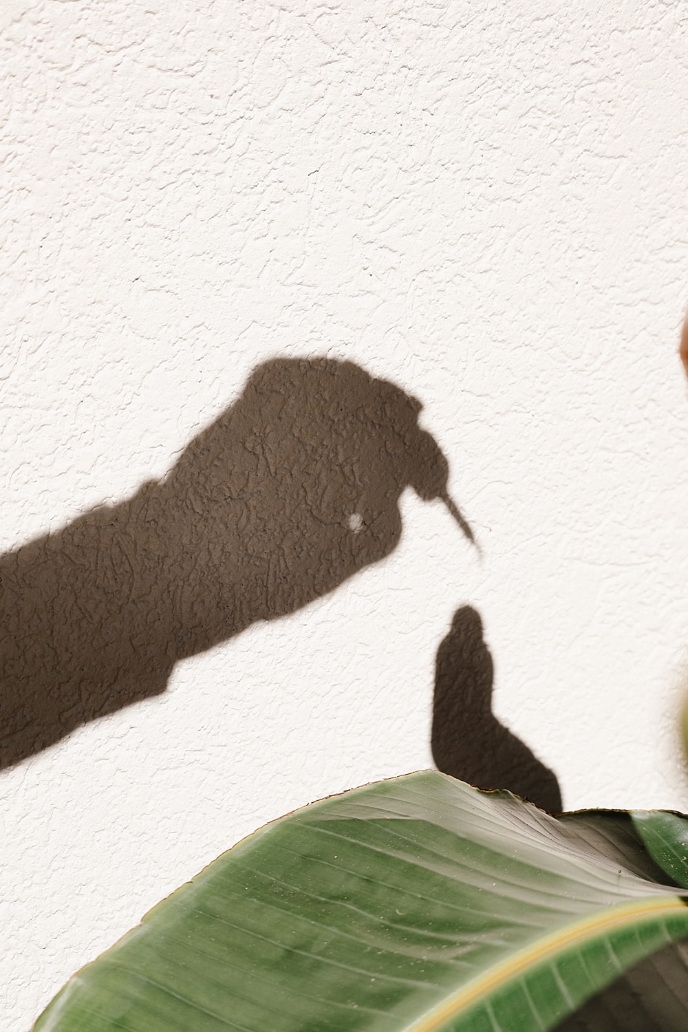 Hand casting shadow on white wall and leaf